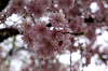 hana28 (106)_thumb.png